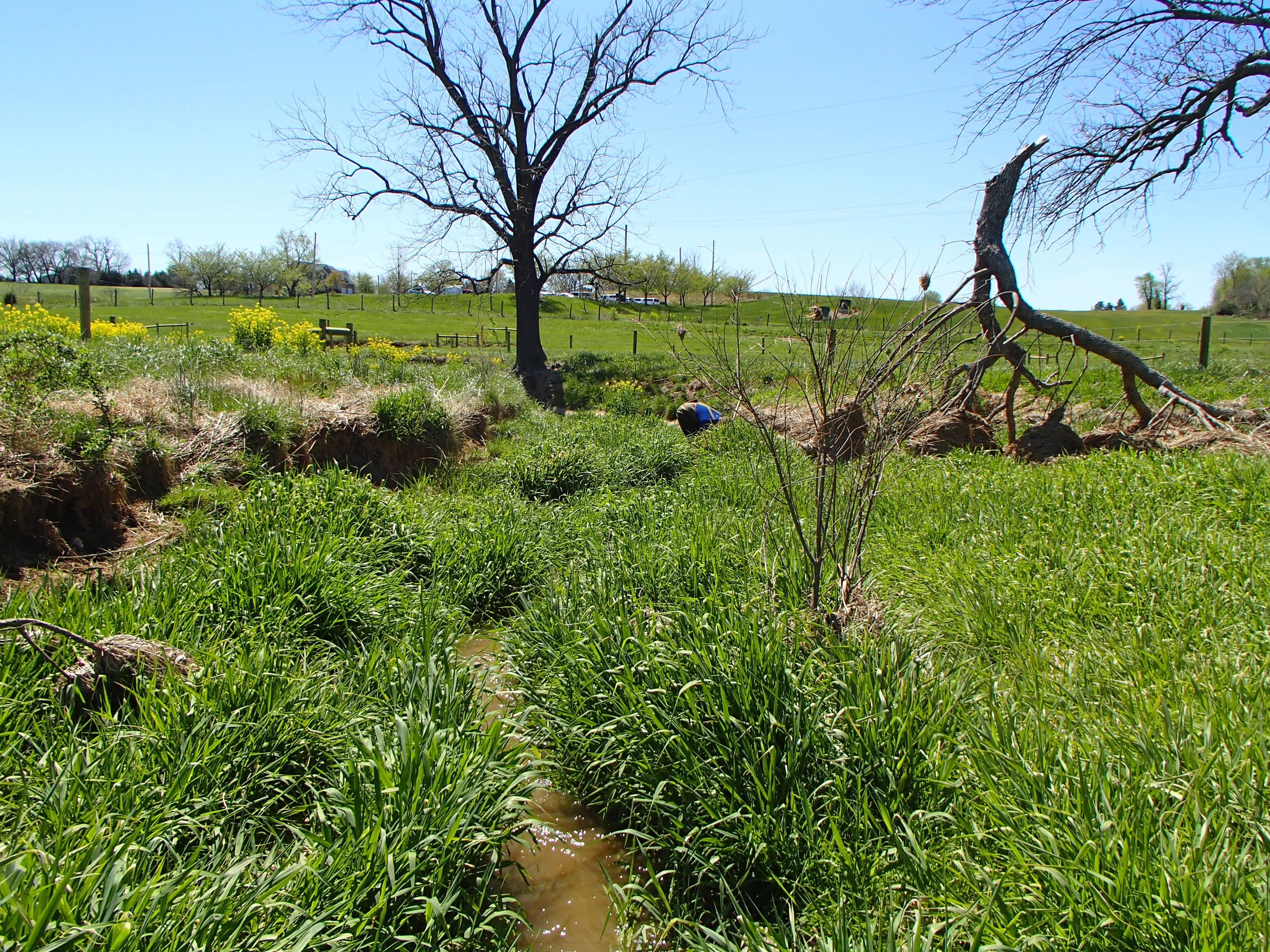 Field photo showing stream conditions at site PRFR-206-X-2016_Midpoint looking downstream
